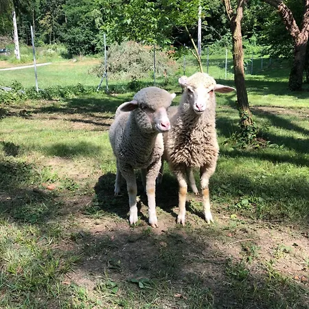 Fonfa Liget Vendégház