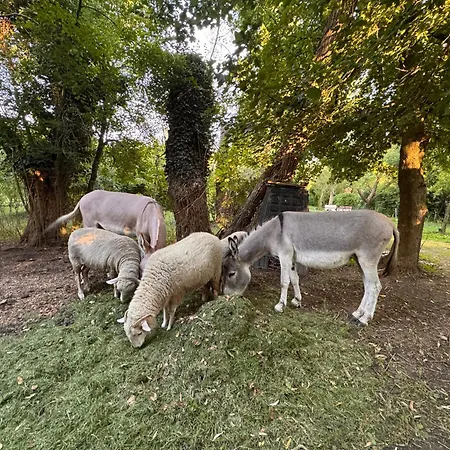 Fonfa Liget * Sénye